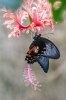 Christel Trica &quot;Tropischer Schmetterling Danakil -  Erfurt&quot;